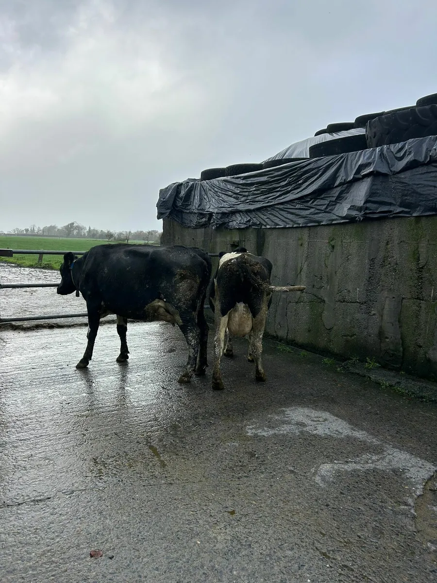 3 young cows - Image 2