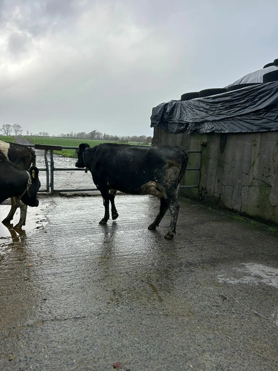 3 young cows - Image 3