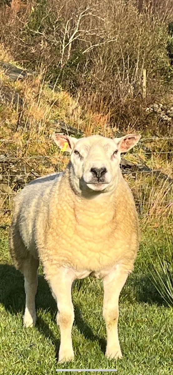 Texel Ram - Image 1
