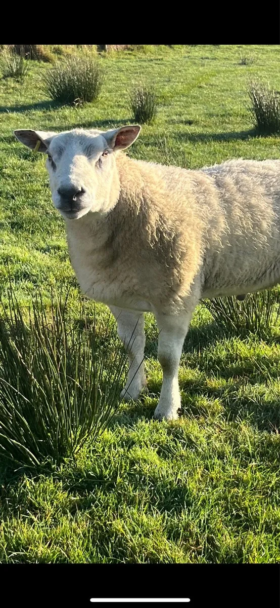 Texel Ram - Image 2