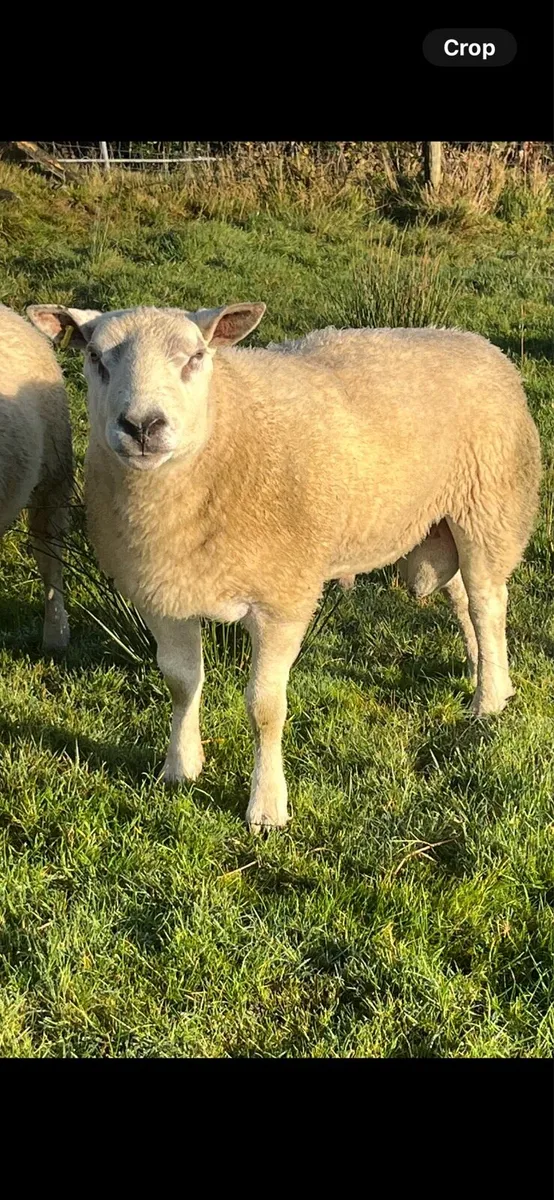 Texel Ram - Image 3