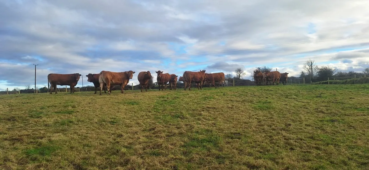 Springing heifers Balla Mart November 15th - Image 3