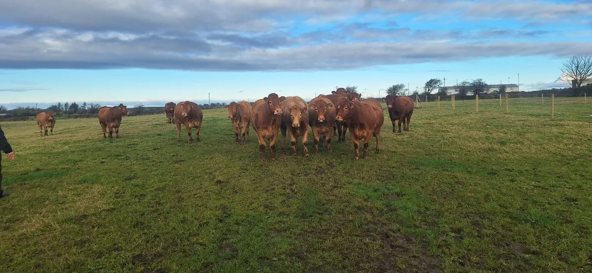 Springing heifers Balla Mart November 15th - Image 4