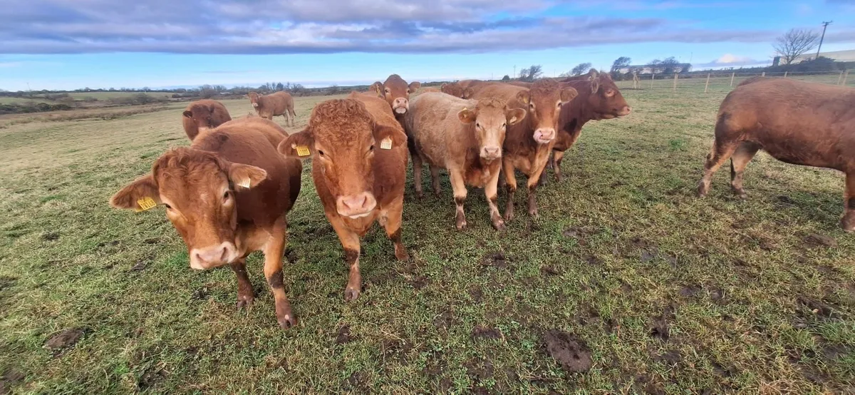 Springing heifers Balla Mart November 15th - Image 2