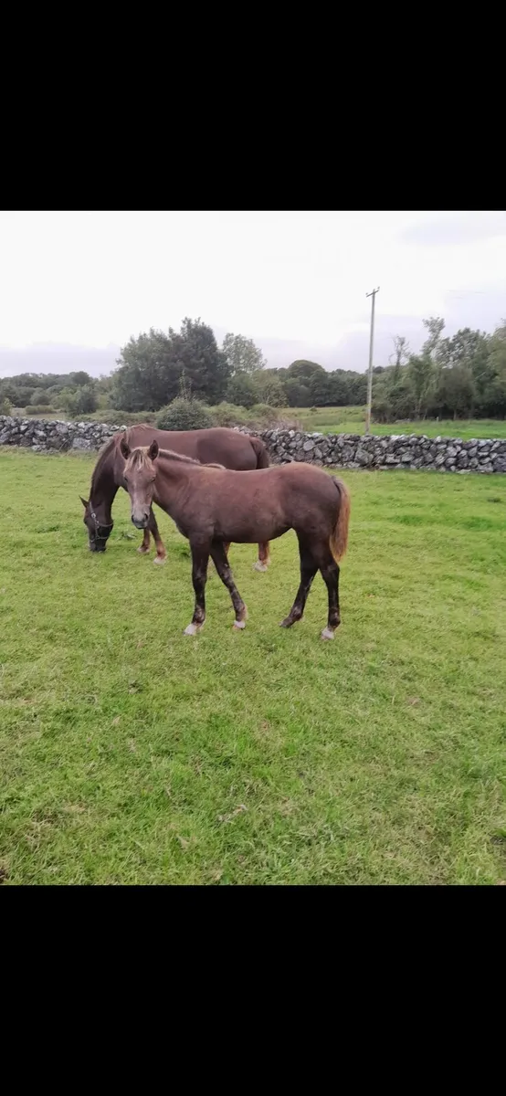 Irish Draught Filly - Image 1