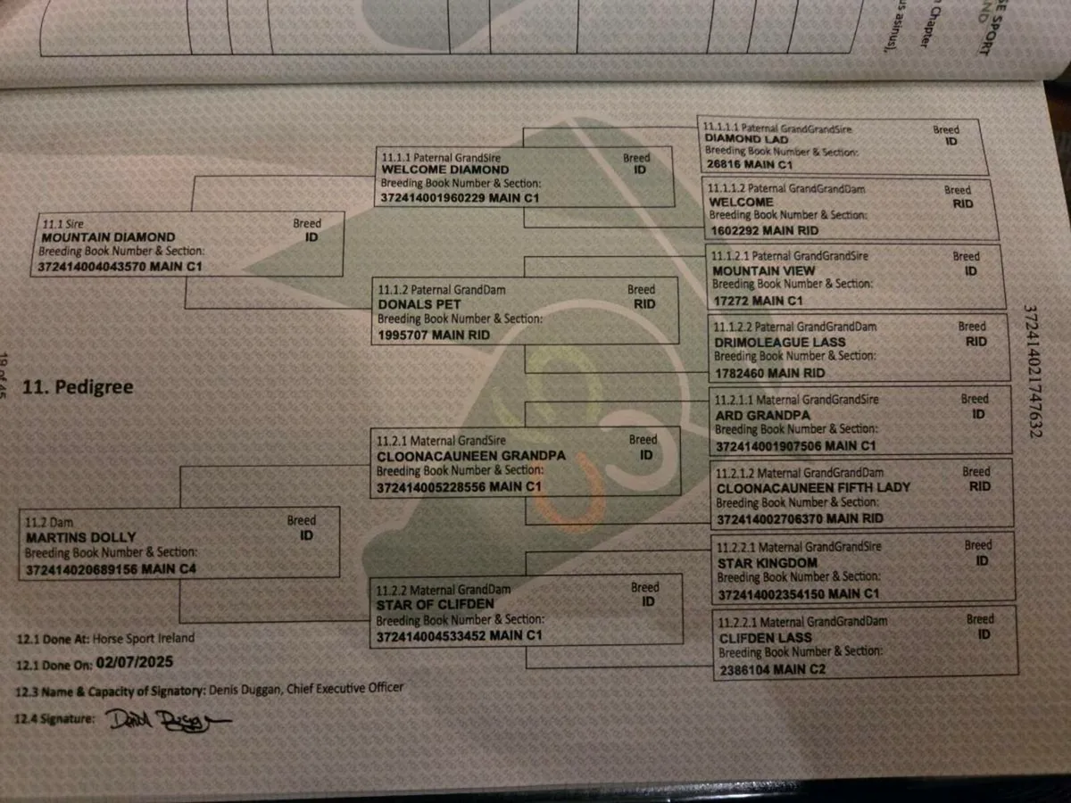 Irish Draught Filly - Image 2