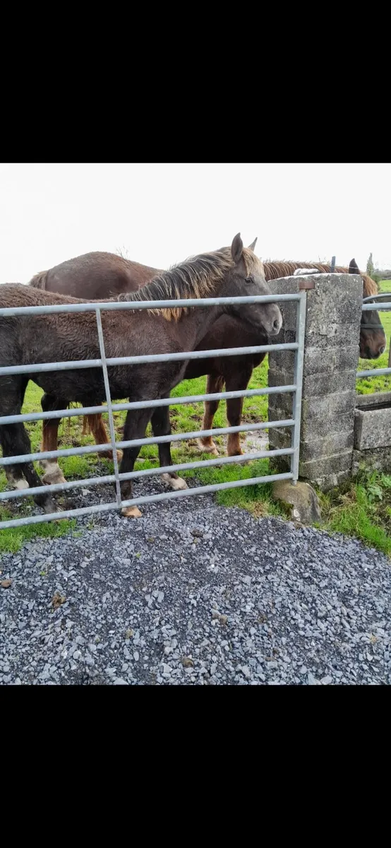 Irish Draught Filly - Image 3