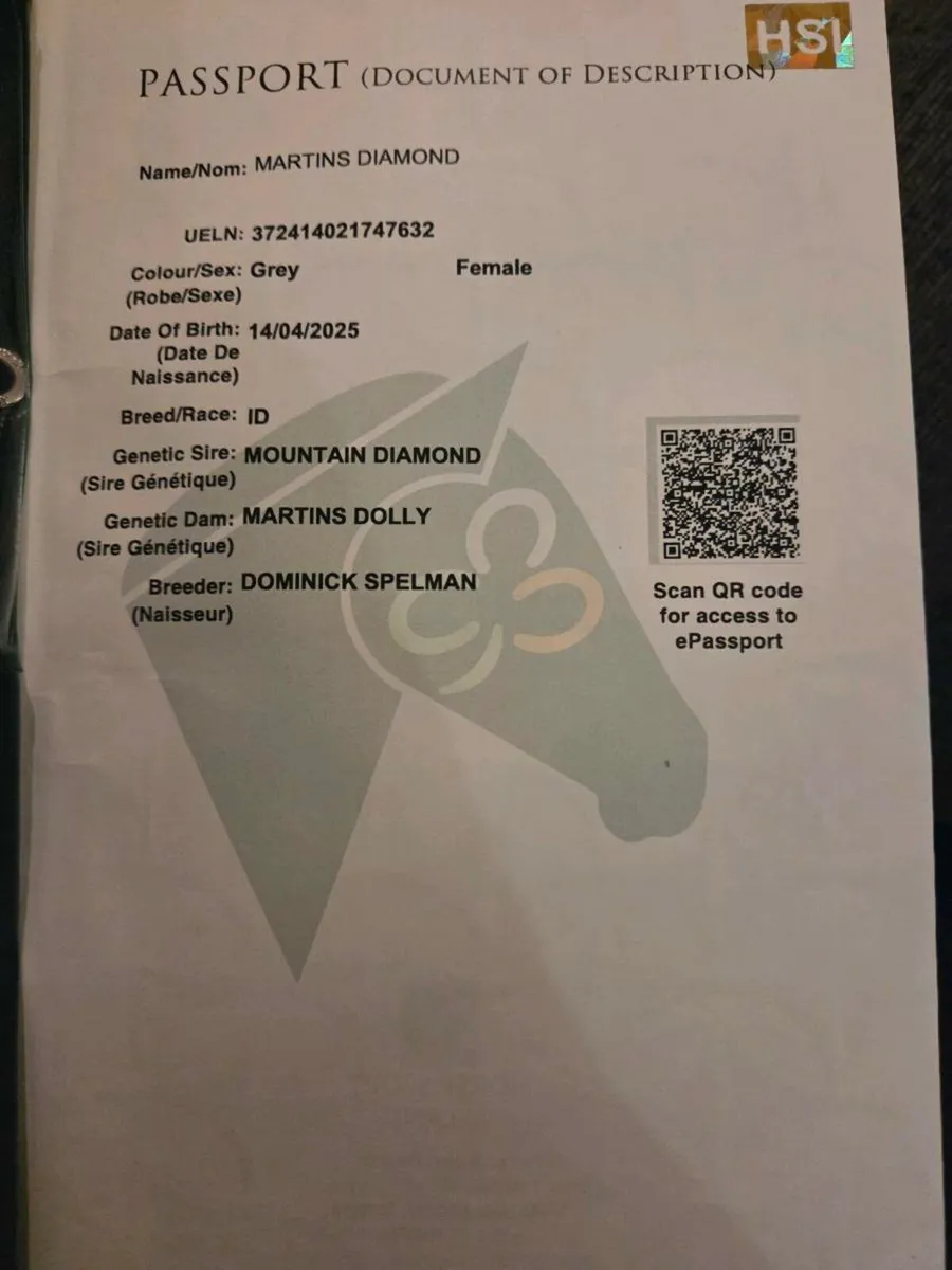 Irish Draught Filly - Image 4