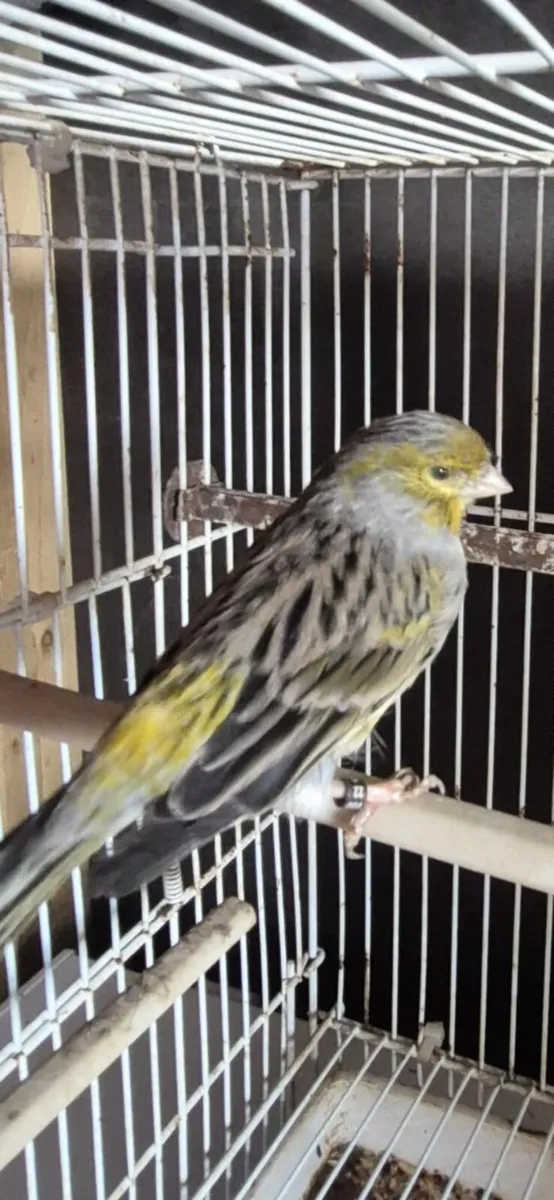 Birds + cages - Image 2