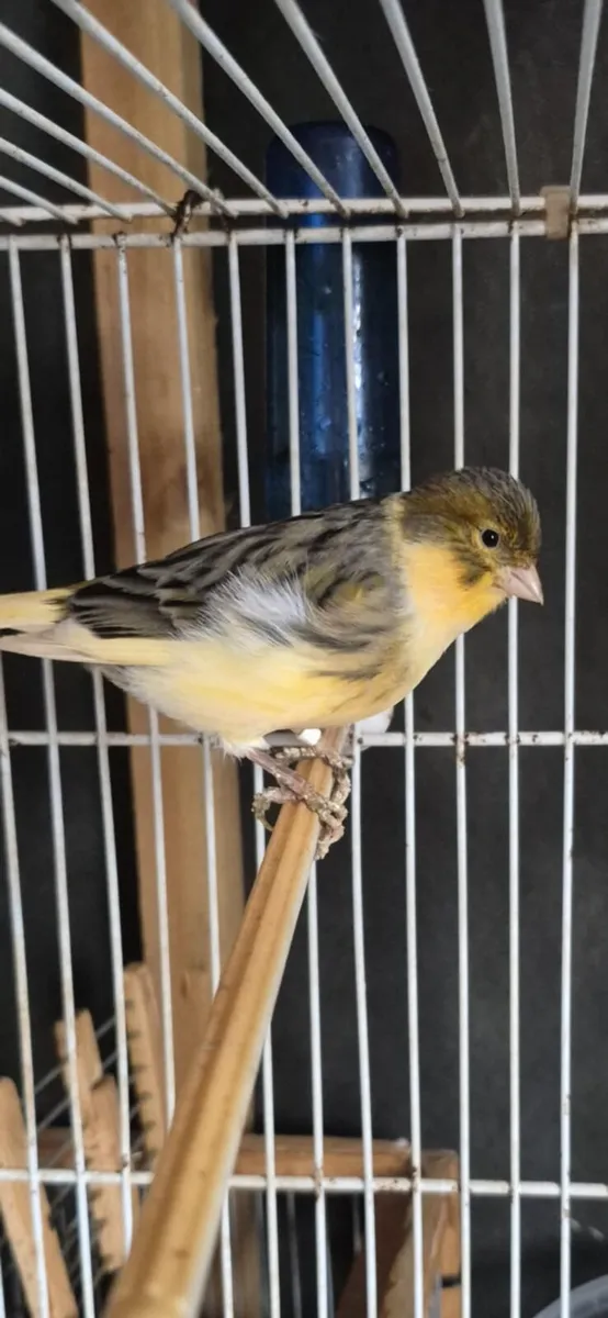 Birds + cages - Image 3