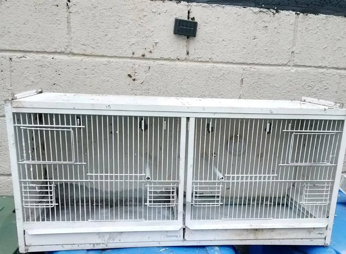 Birds + cages - Image 4