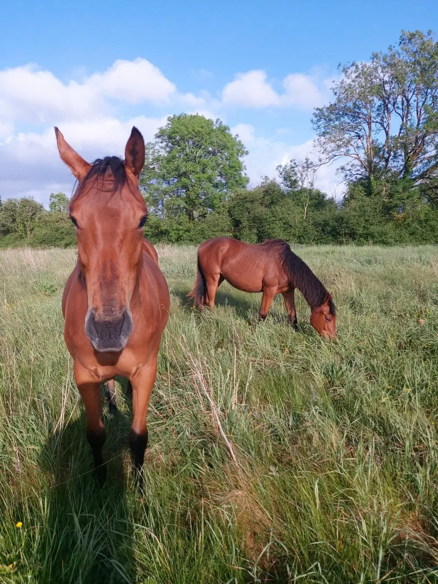 Thoroughbred filly - Image 2