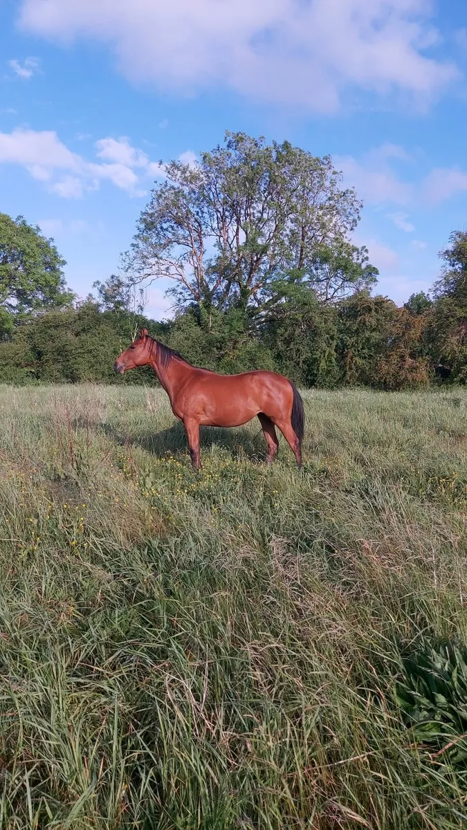 Thoroughbred filly - Image 1