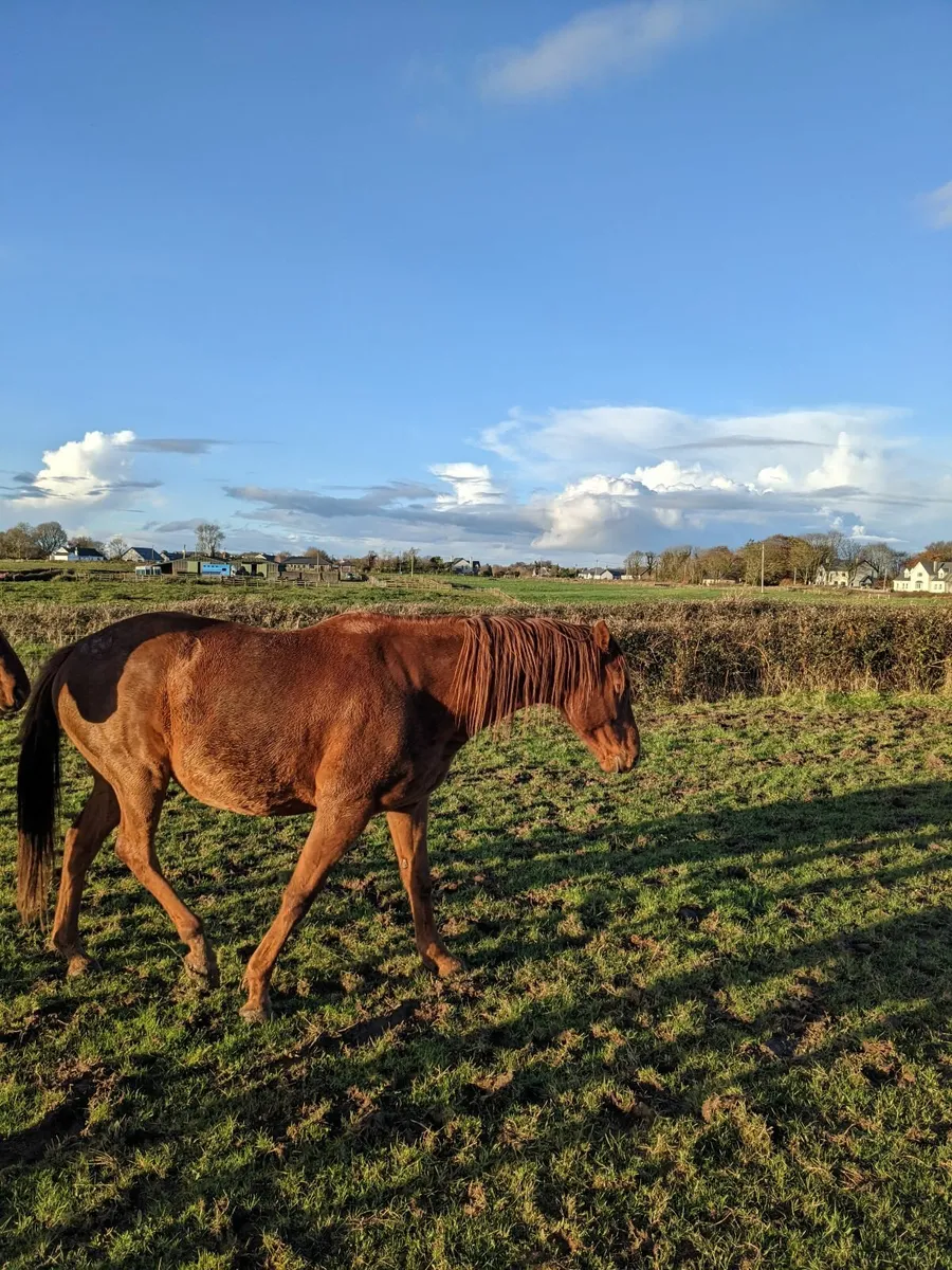 Chestnut gelding - Image 2