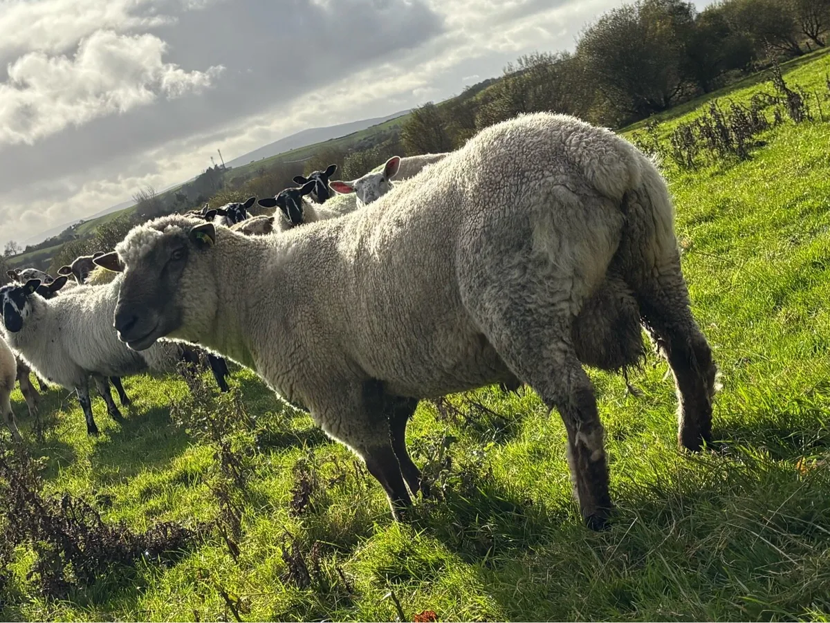 VENDEEN RAM FOR SALE - Image 1