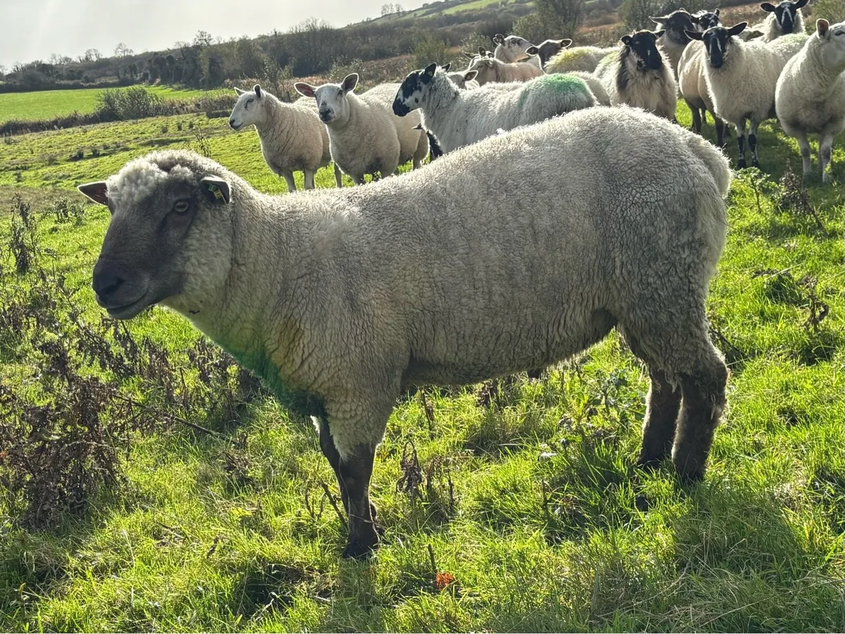 VENDEEN RAM FOR SALE - Image 2