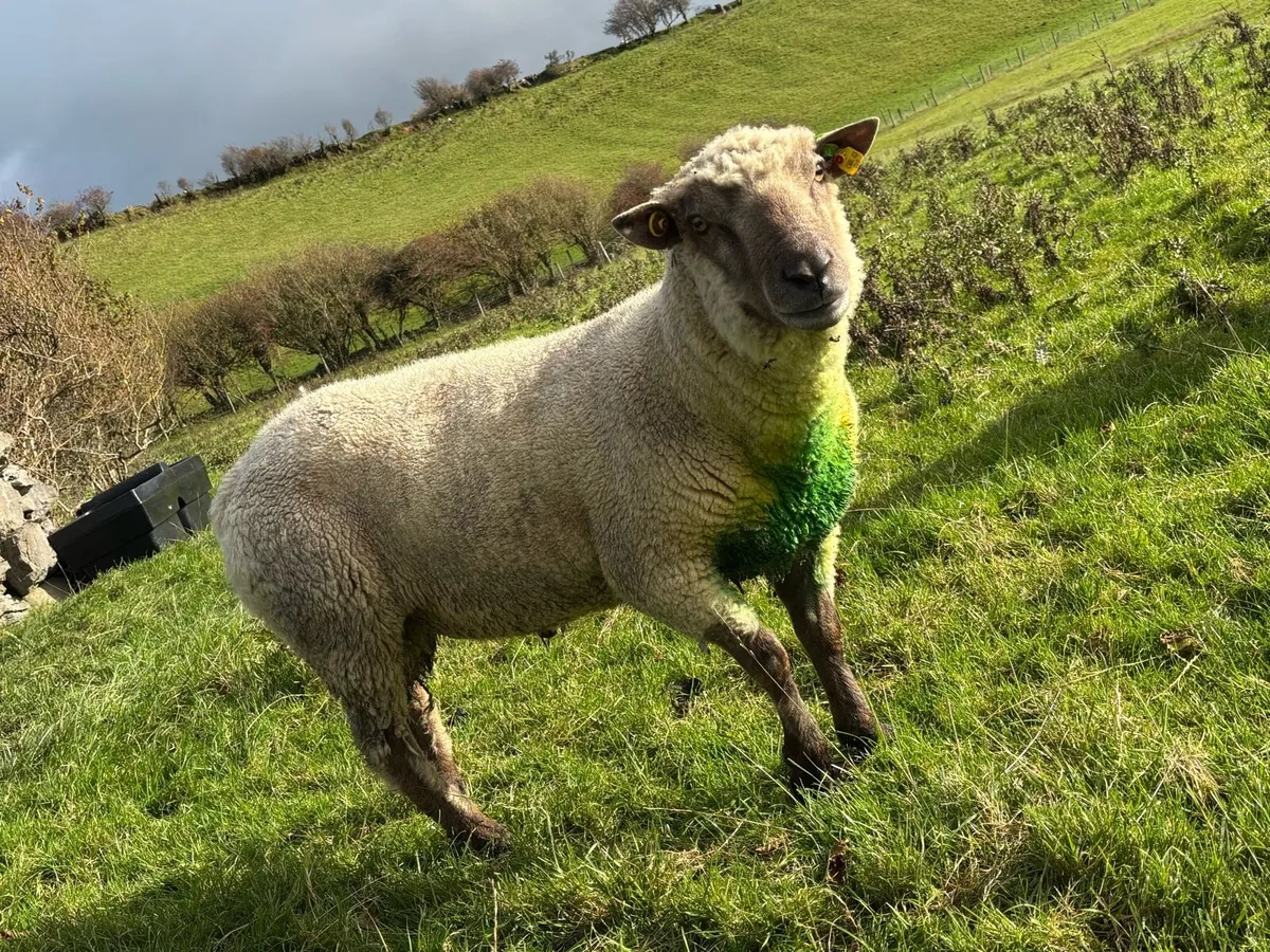 VENDEEN RAM FOR SALE - Image 3