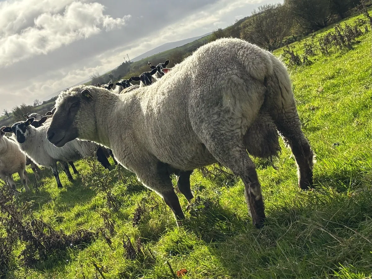 VENDEEN RAM FOR SALE - Image 4