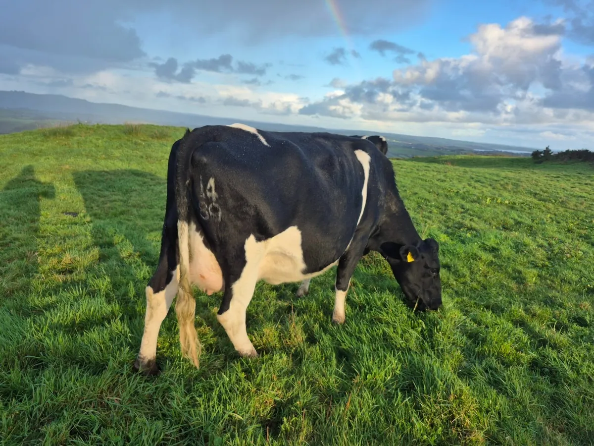 In calf cow - Image 1