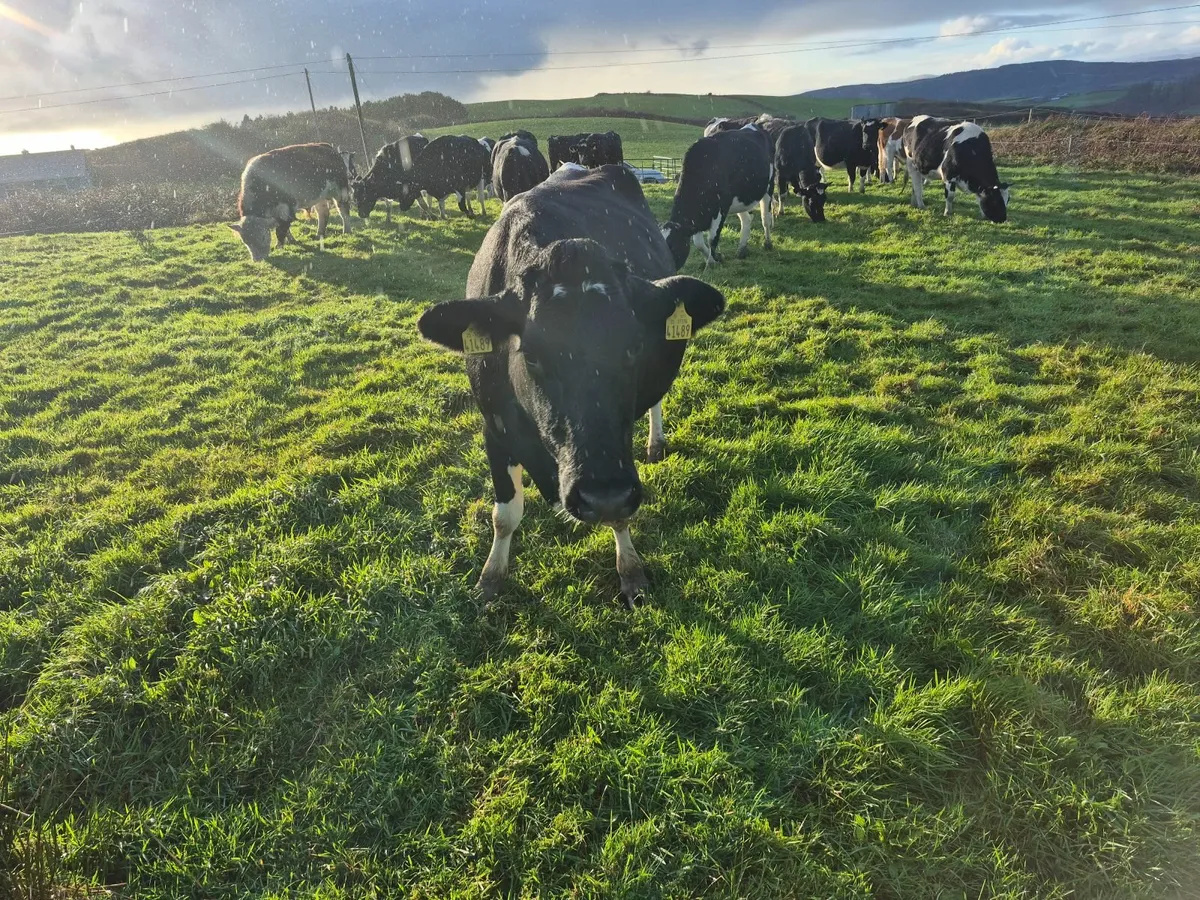 In calf cow - Image 2