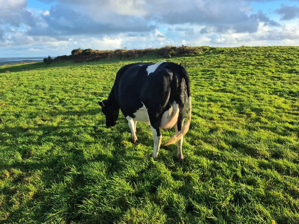 In calf cow - Image 3