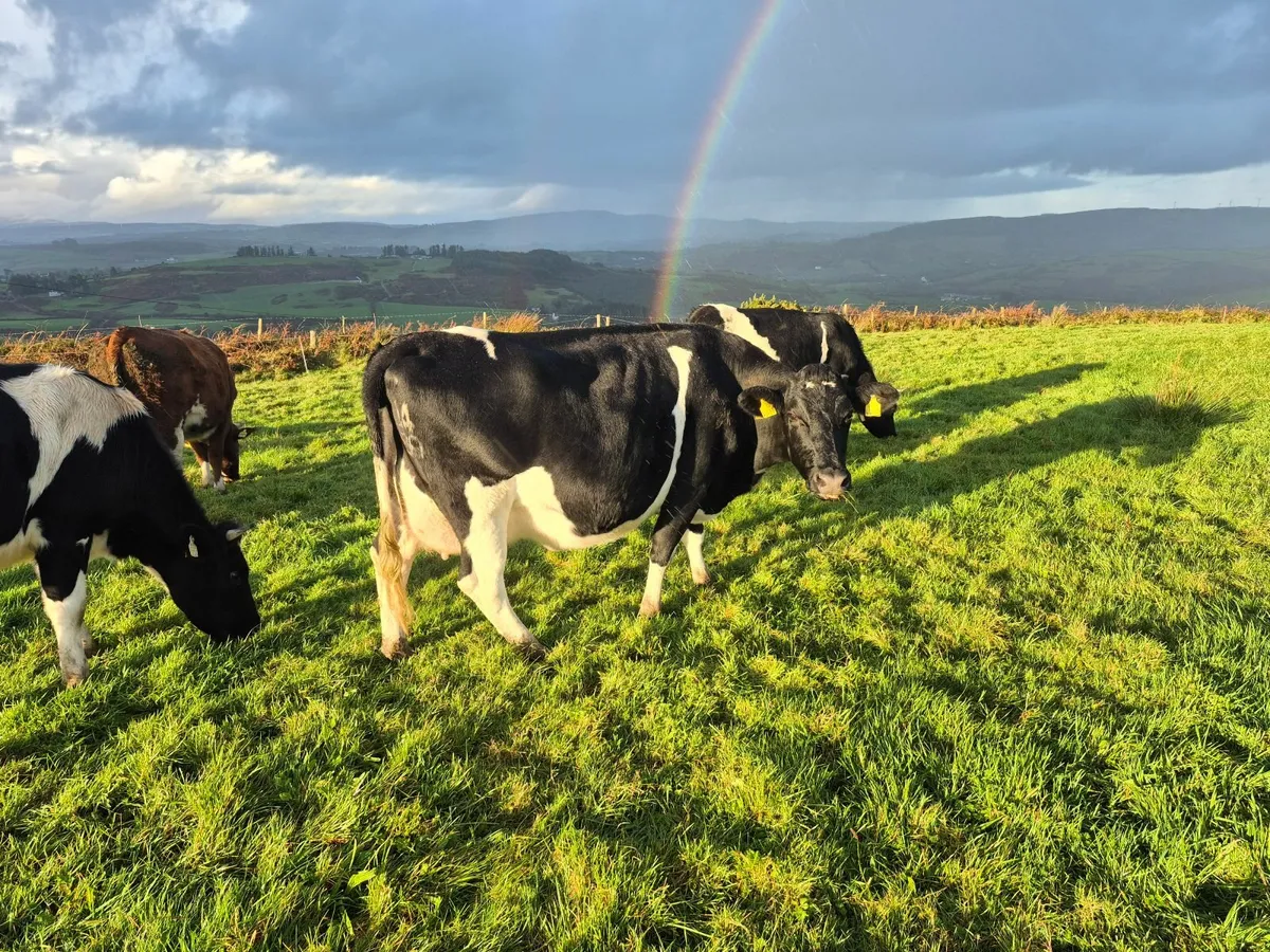 In calf cow - Image 4