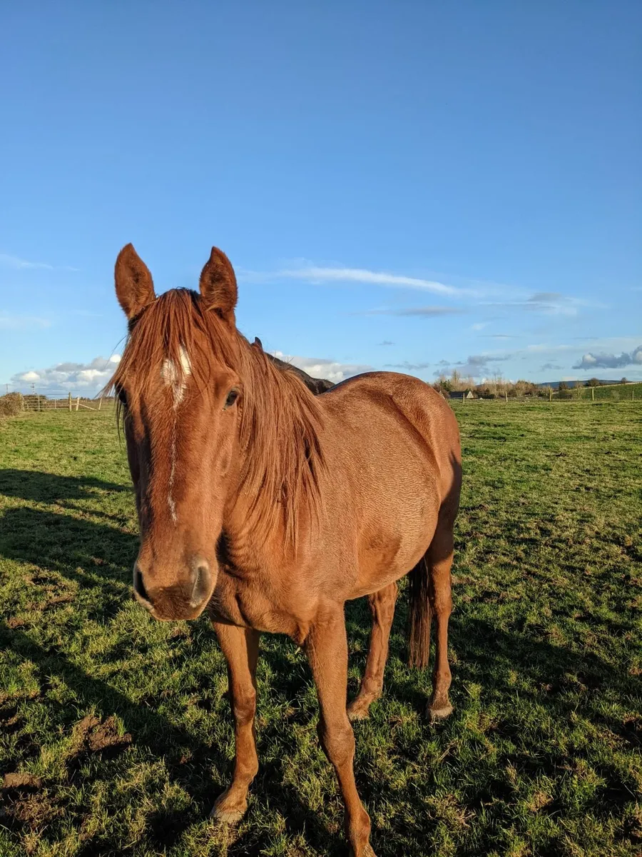 Chestnut gelding - Image 4
