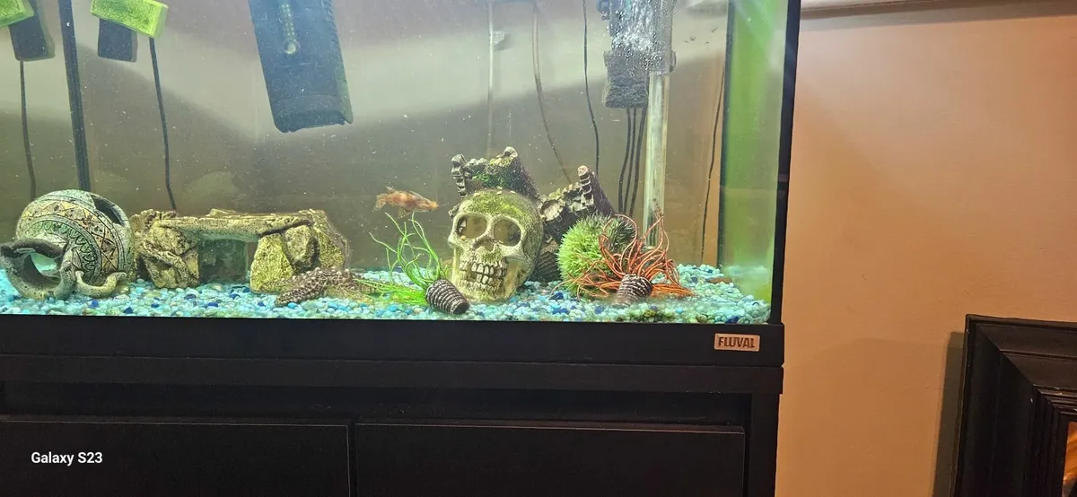 Fish tank - Image 2