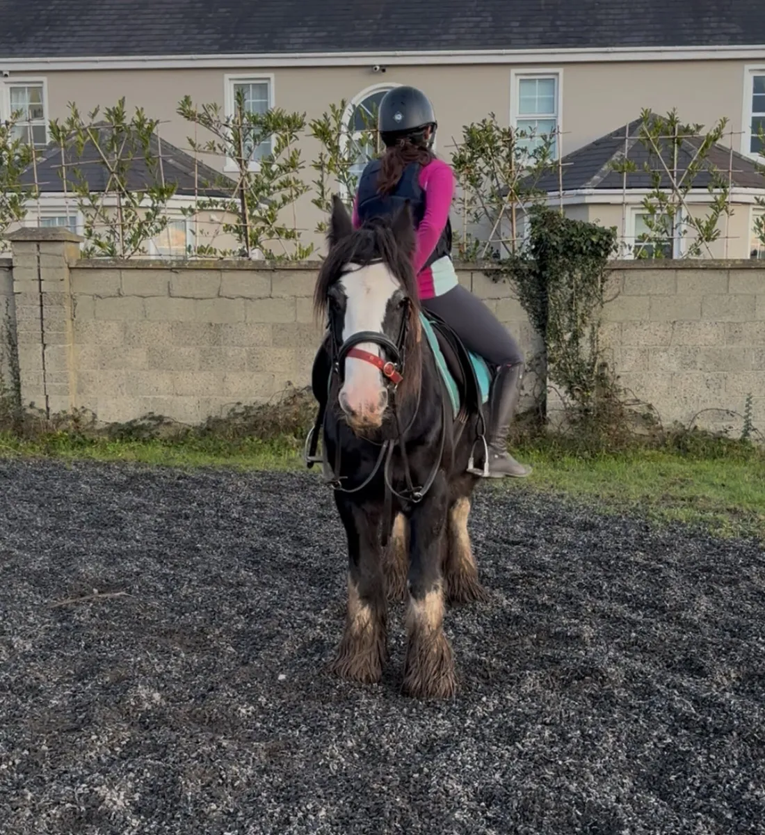 14hh Cob Mare – Ideal Therapy or Lead Rein Pony - Image 1