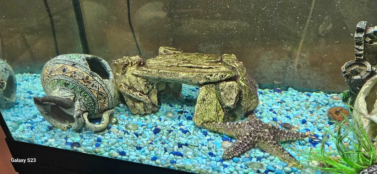 Fish tank - Image 3