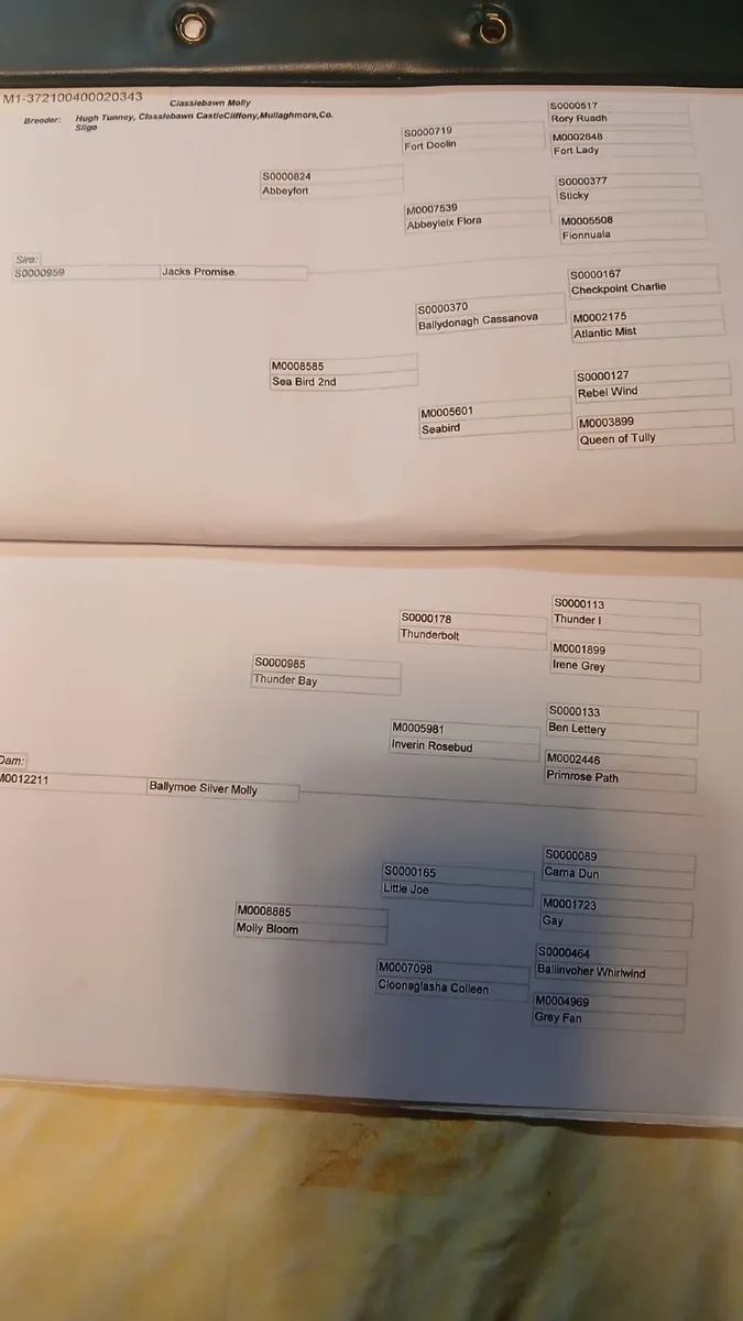 Connemara Ponies - Image 4