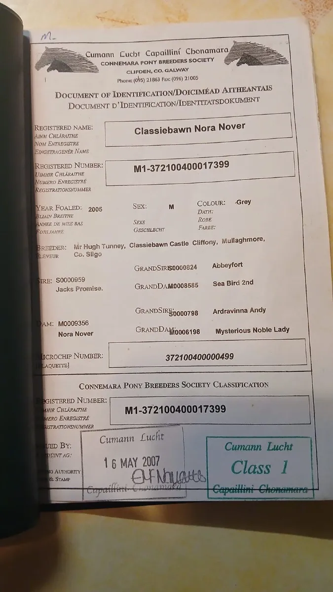 Connemara Ponies - Image 3