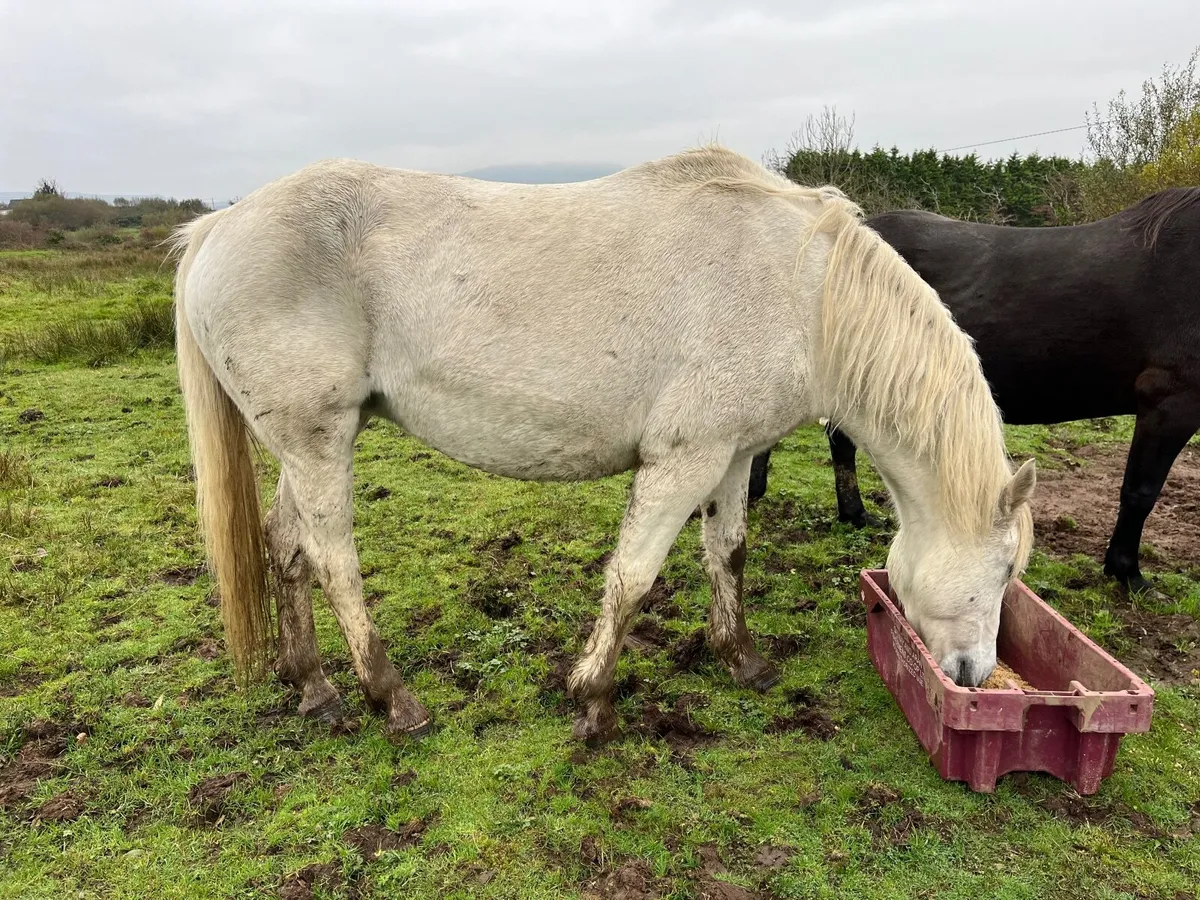 Connemara Ponies - Image 1