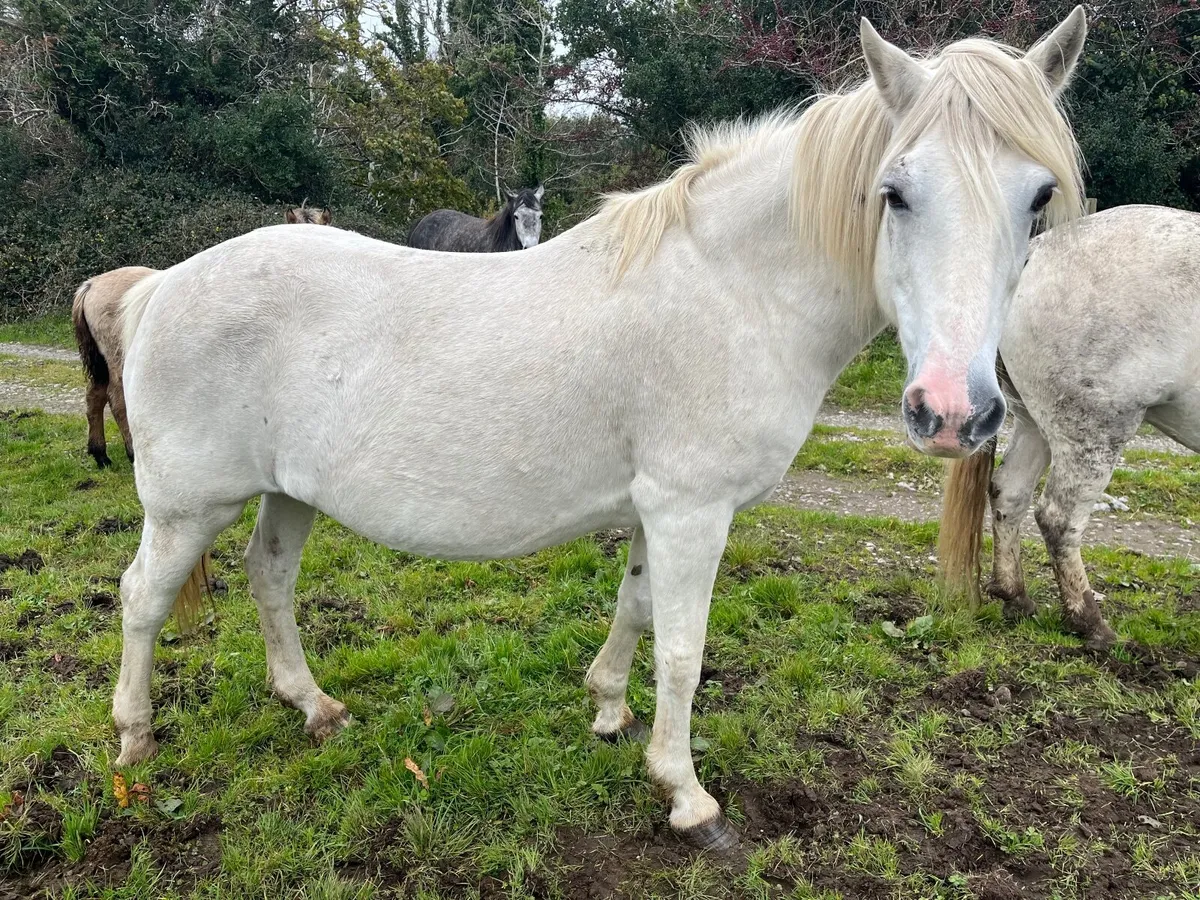 Connemara Ponies - Image 2