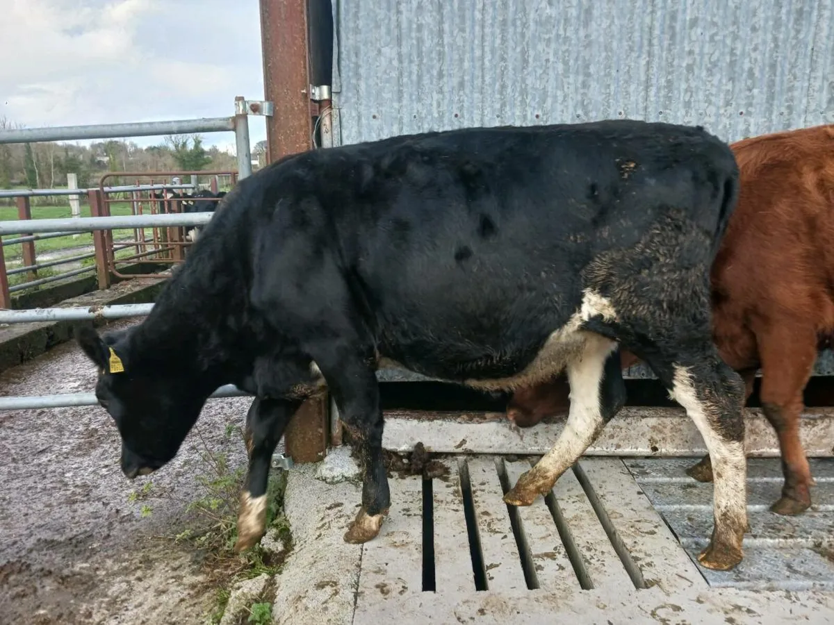 Incalf Heifers - Image 3