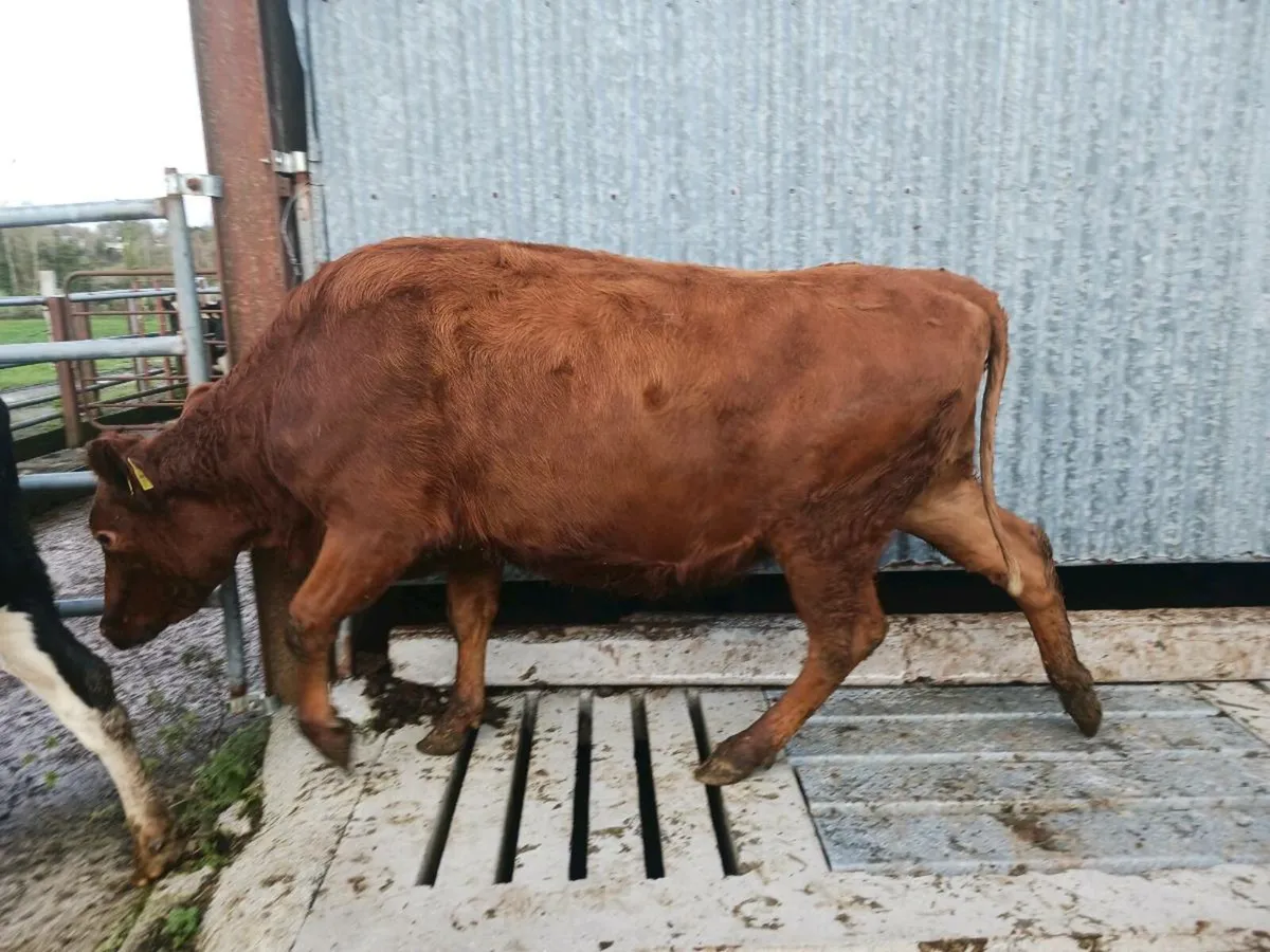 Incalf Heifers - Image 4