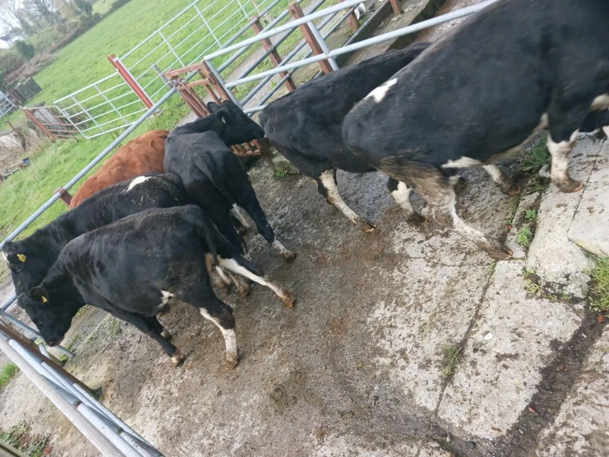 Incalf Heifers - Image 2