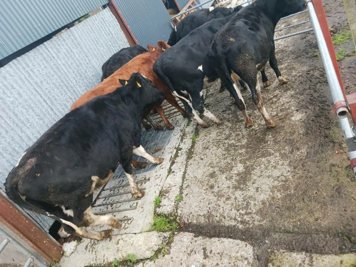 Incalf Heifers - Image 1