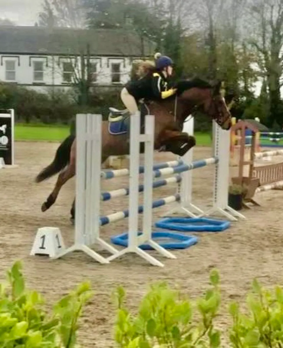 Ideal pony clubber - Image 4