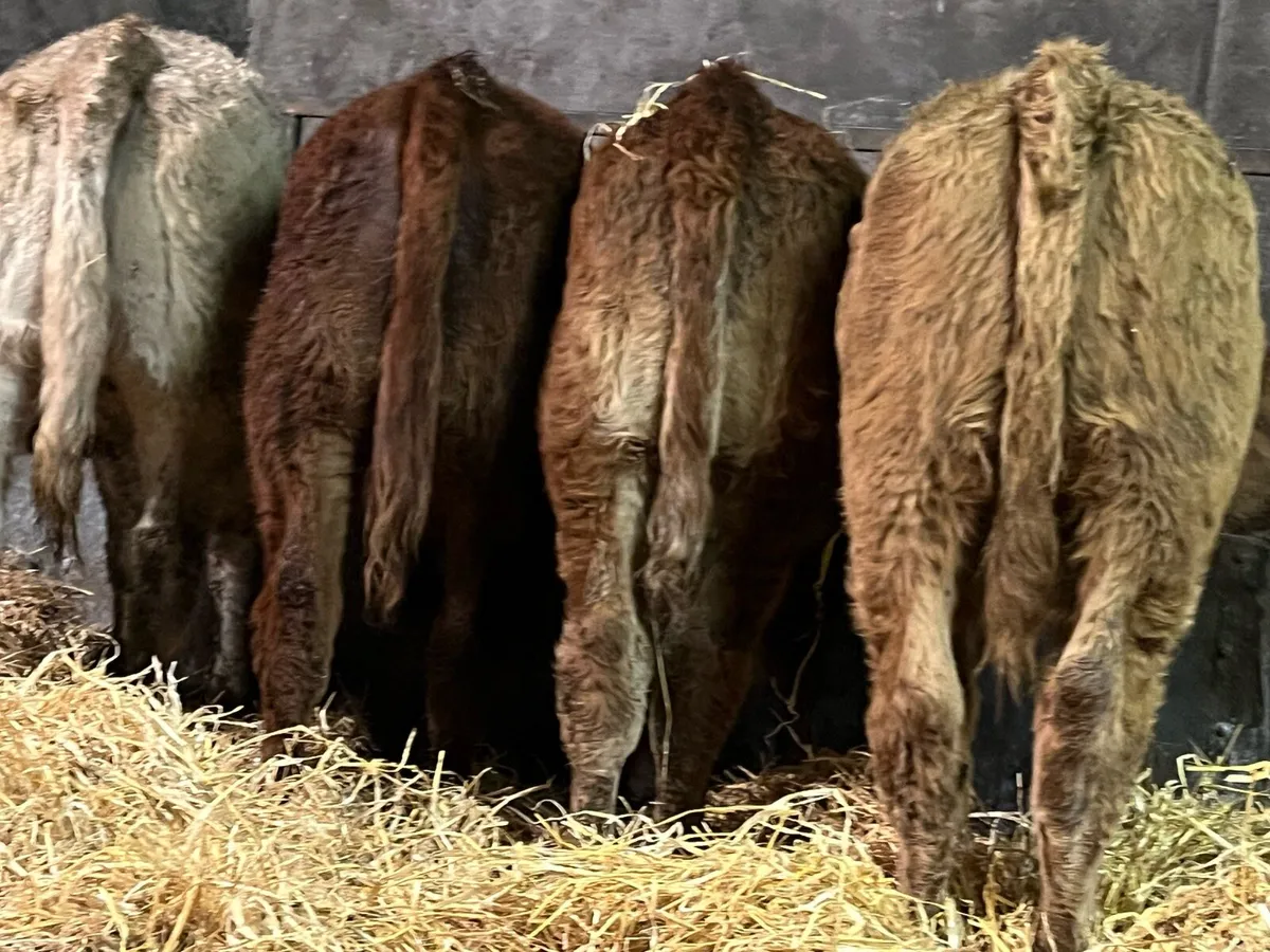 Six heifer Weanlings - Image 2