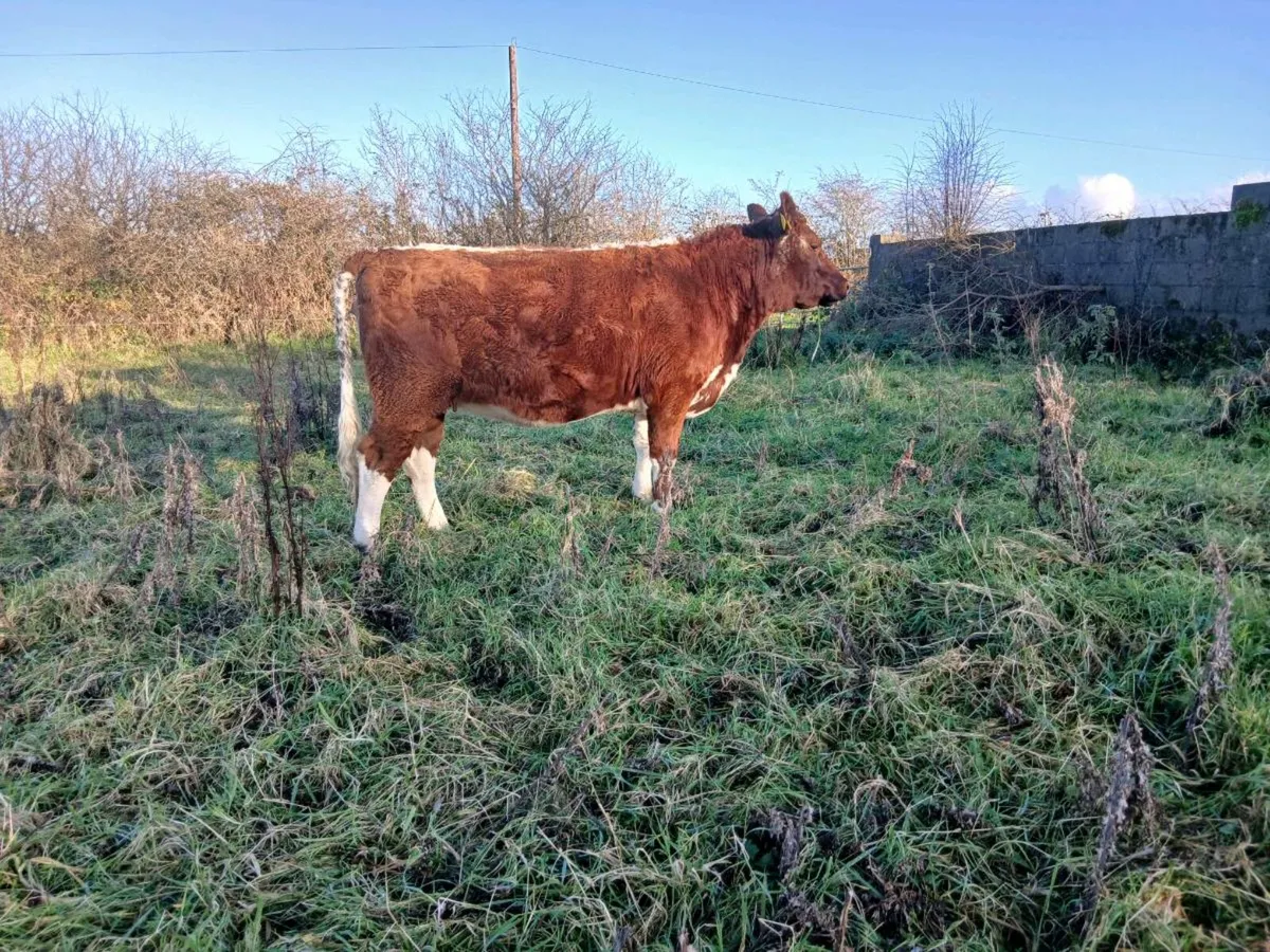 Limousin springer heirfeir mid March - Image 1