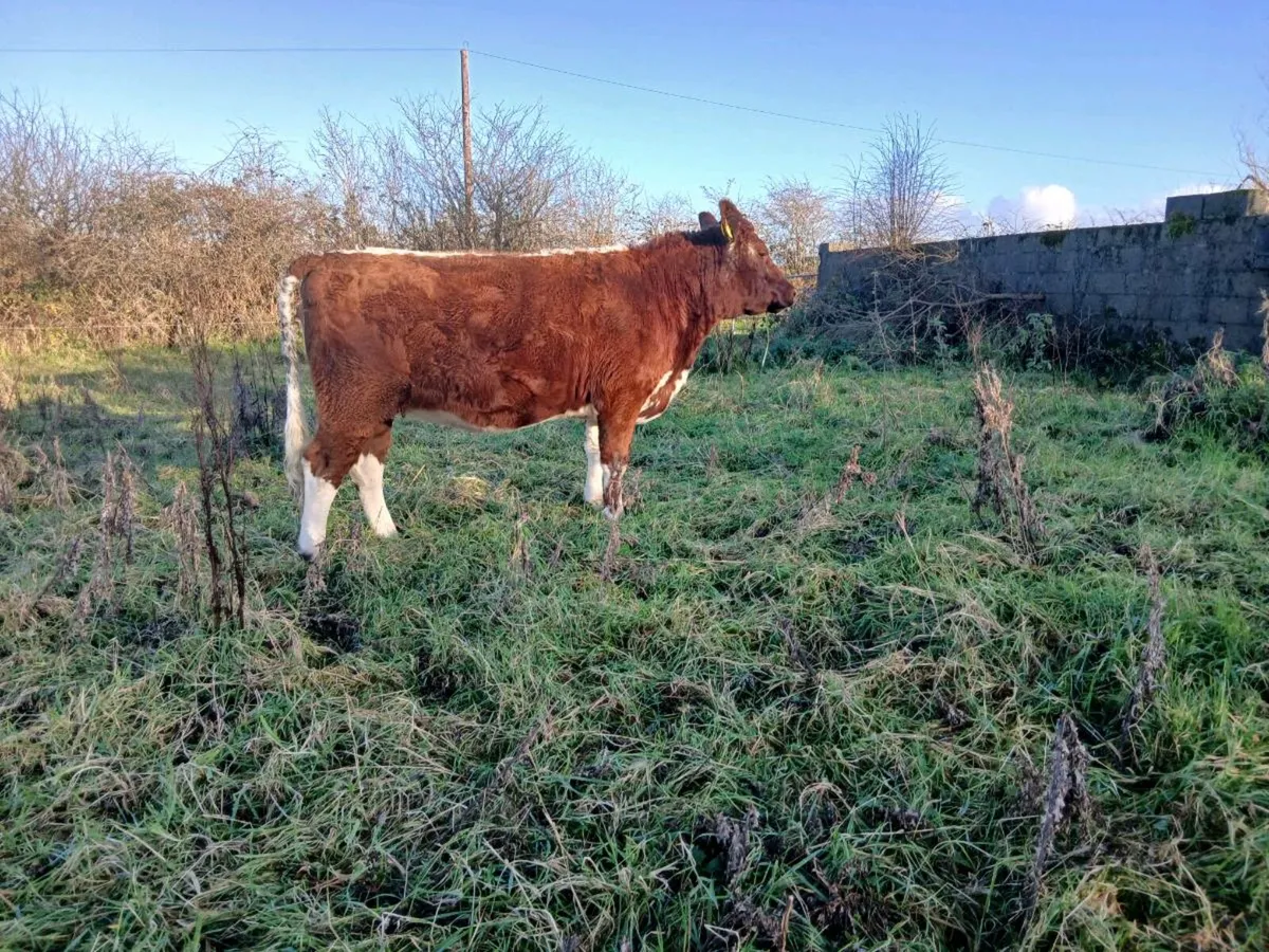 Limousin springer heirfeir mid March - Image 2