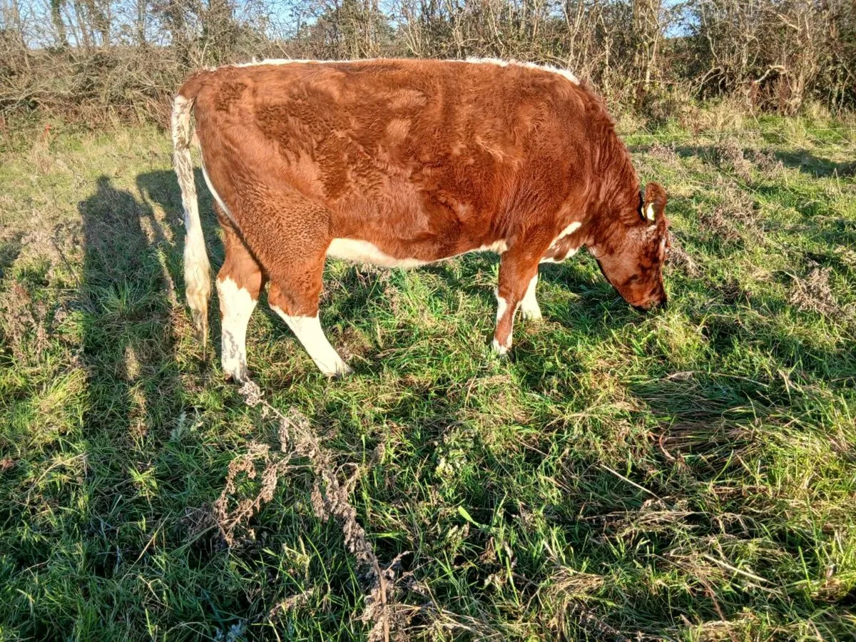 Limousin springer heirfeir mid March - Image 3