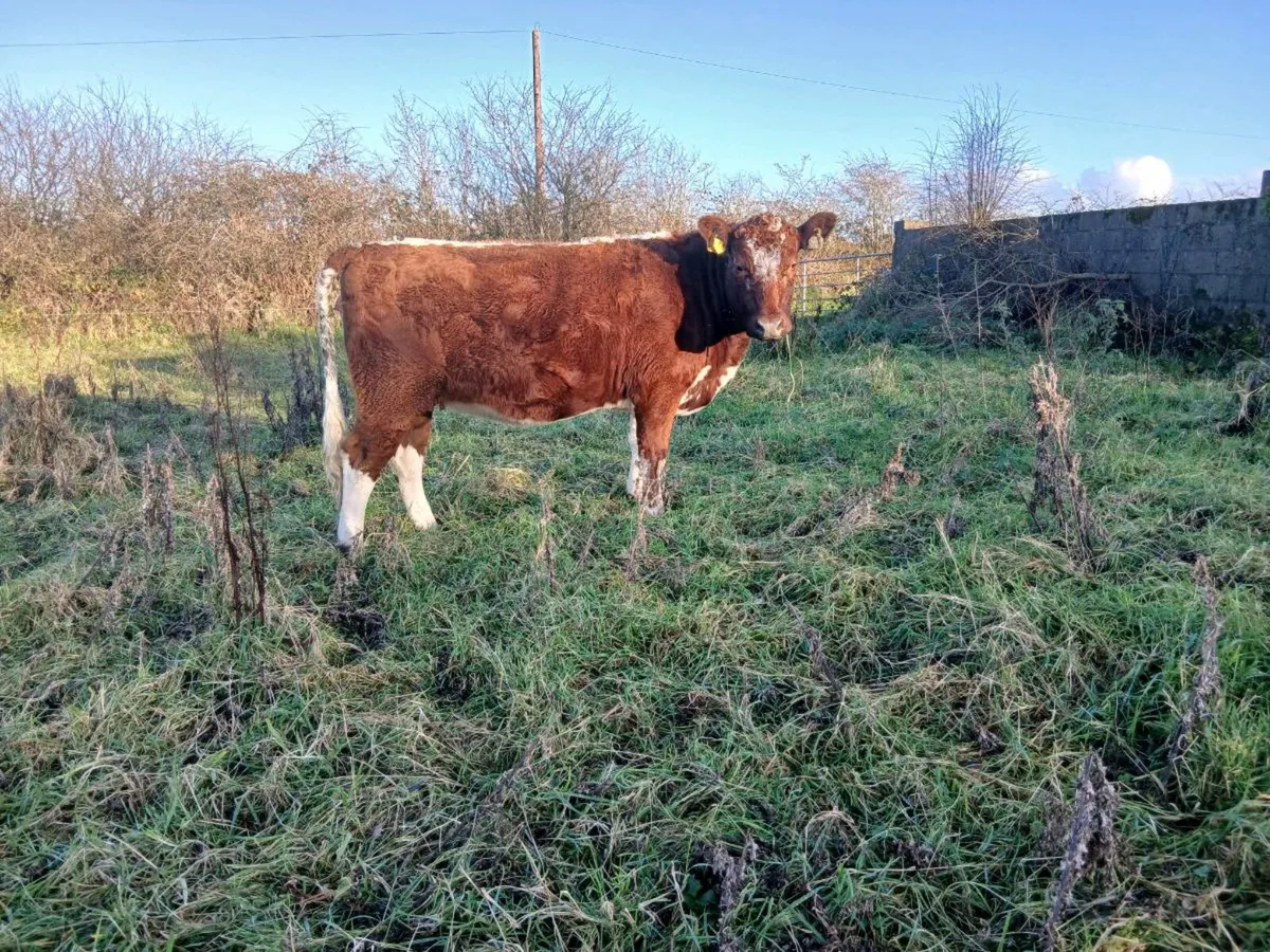 Limousin springer heirfeir mid March - Image 4