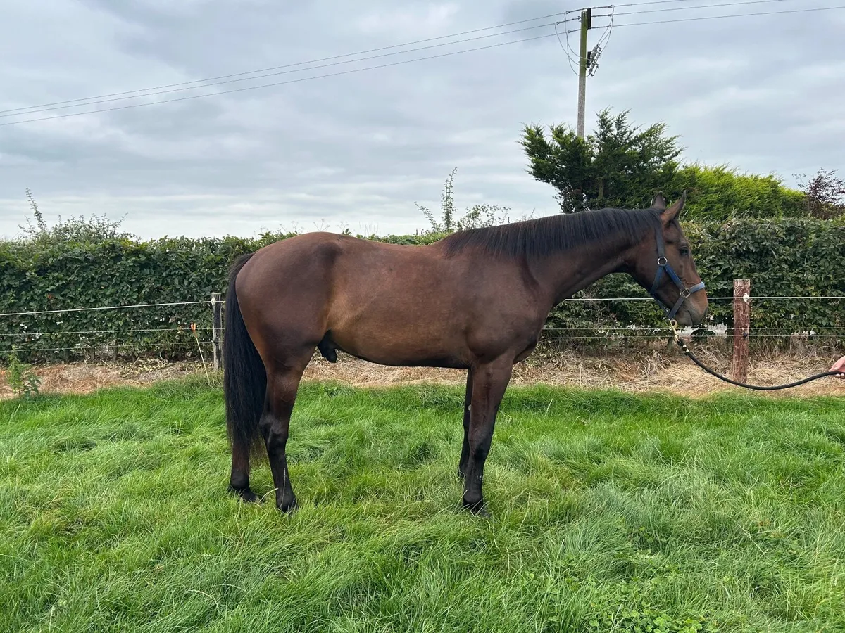 3 year old gelding x Jorado - Image 3