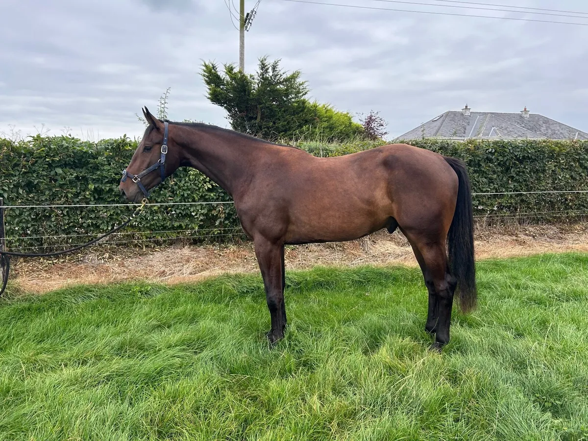 3 year old gelding x Jorado - Image 1