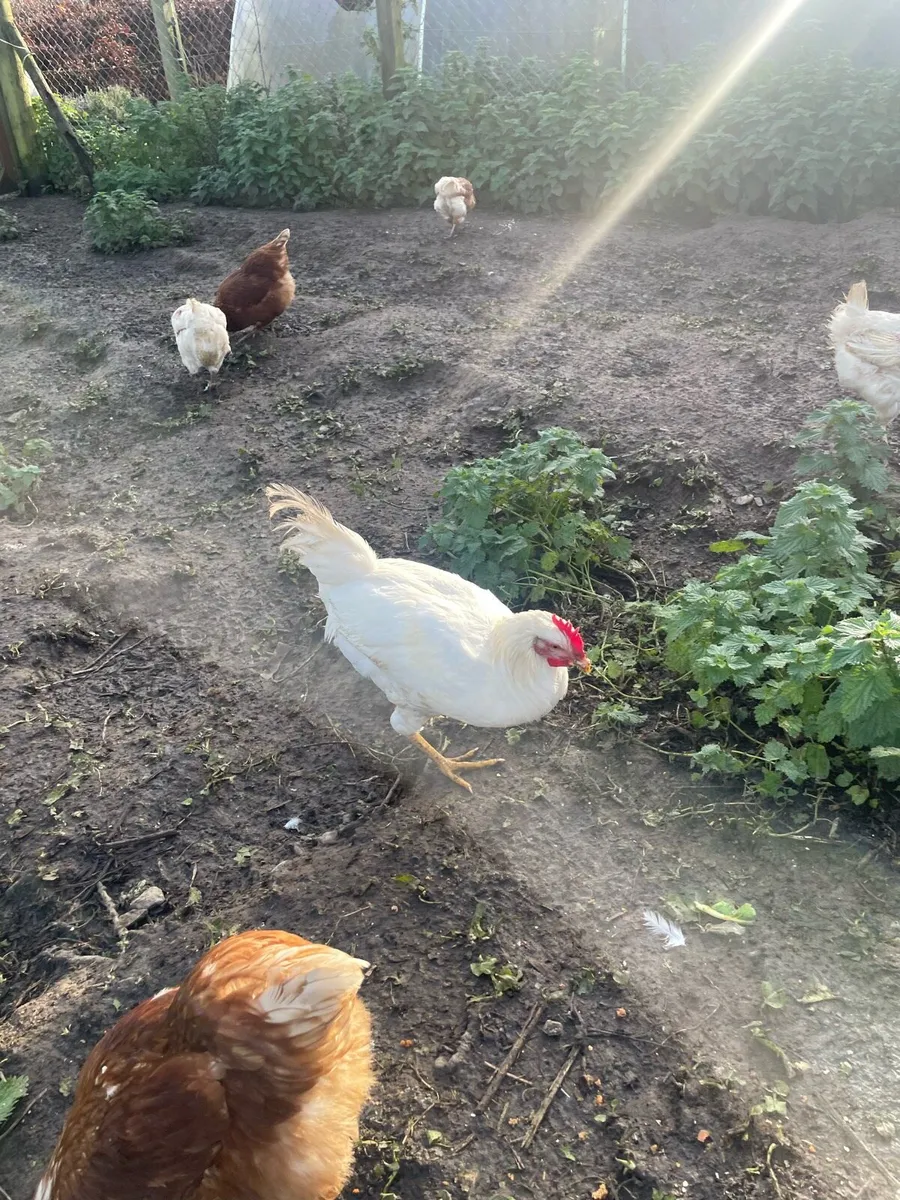 Free rooster - Image 1