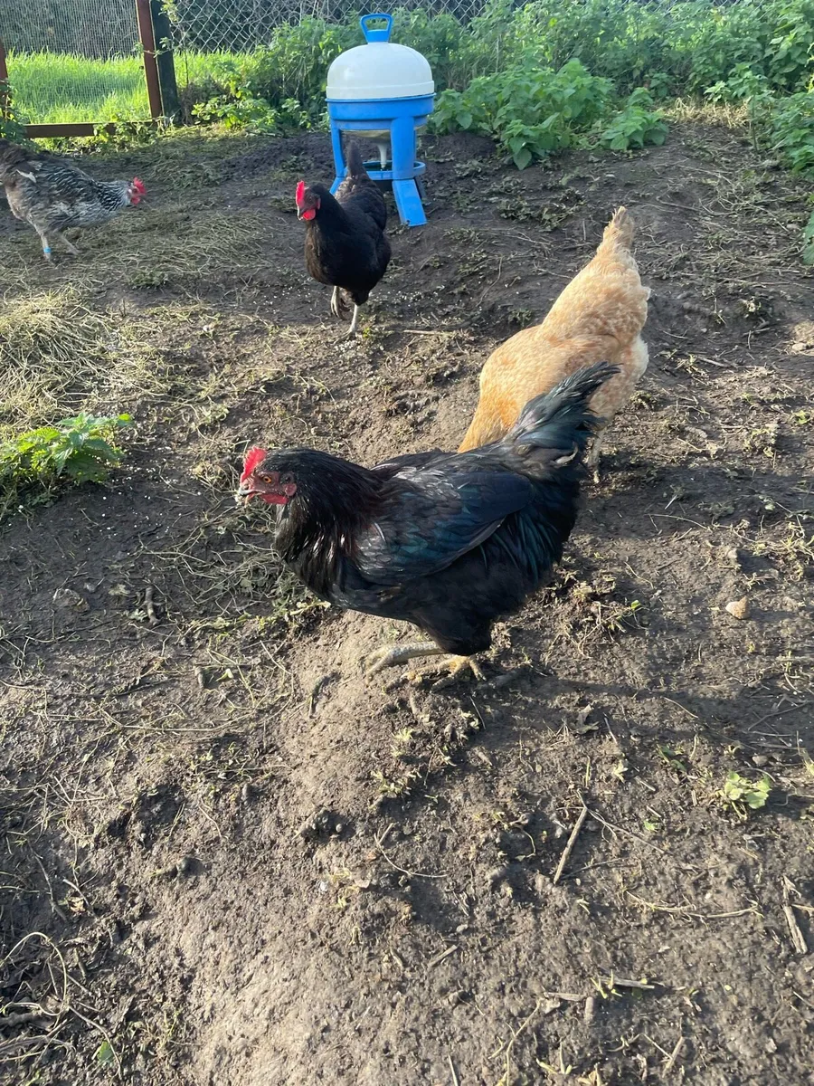 Free rooster - Image 3