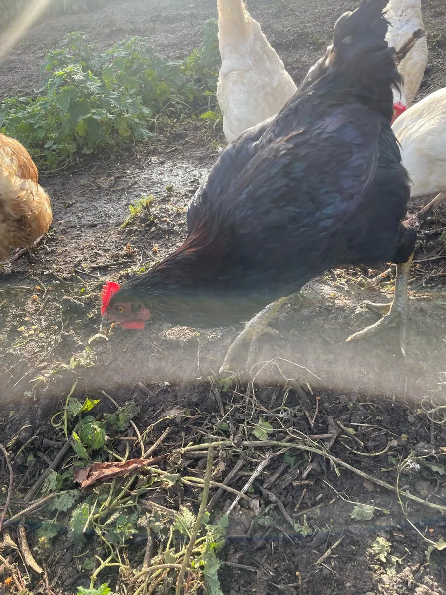 Free rooster - Image 4