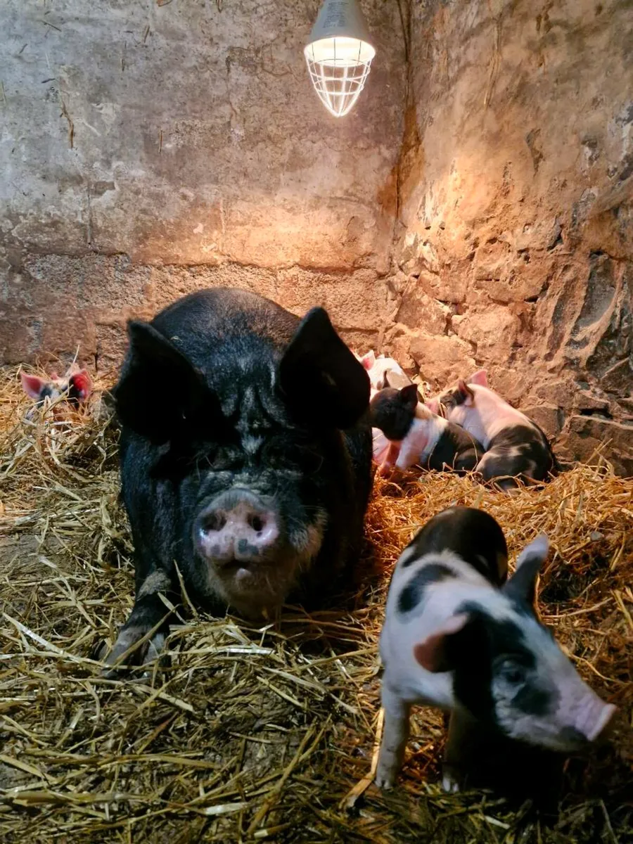 Pedigree sow & litter - Image 1